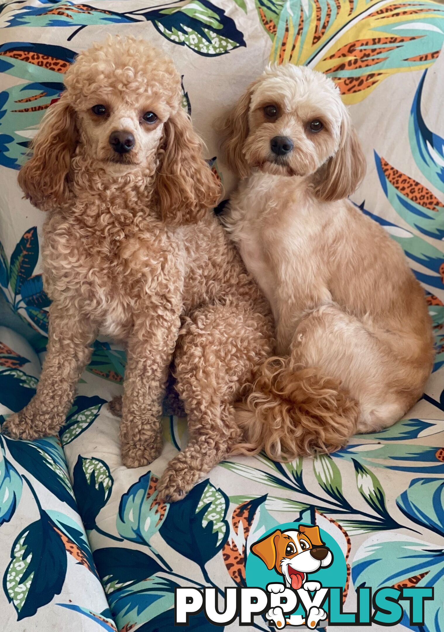 Cavoodle Puppies – Ready to Join Your Family This Xmas! Gen 2, DNA Clear Parents