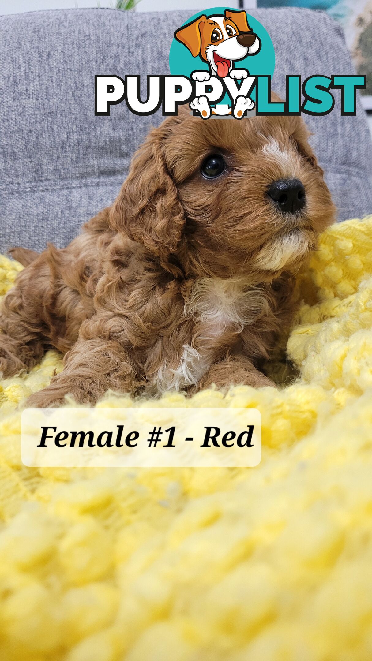 Sweet Cavoodle Puppies – Ready to Join Your Family!