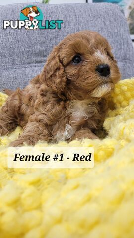 Sweet Cavoodle Puppies – Ready to Join Your Family!