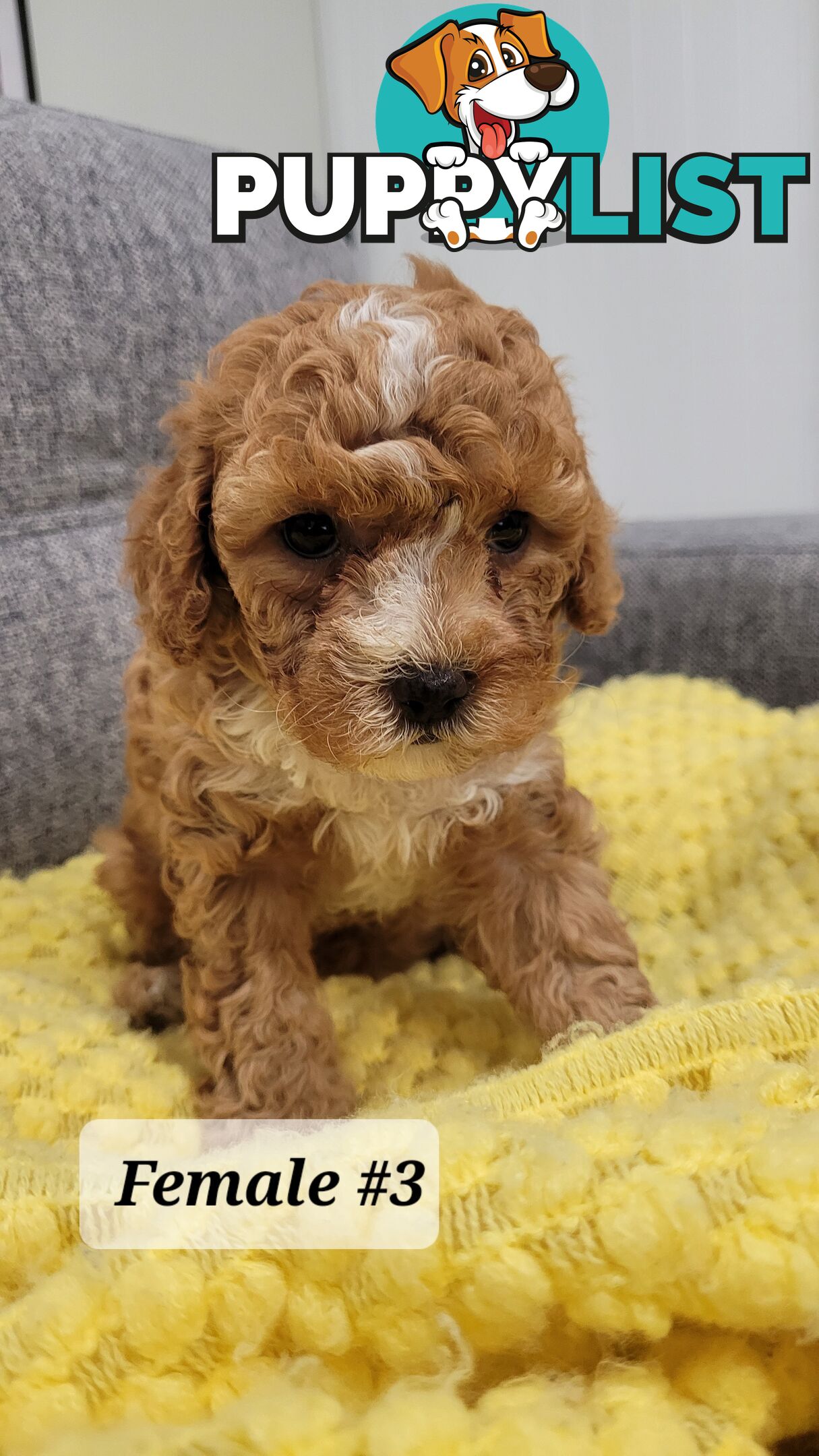 Sweet Cavoodle Puppies – Ready to Join Your Family!