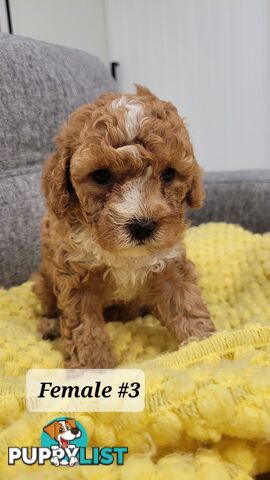 Sweet Cavoodle Puppies – Ready to Join Your Family!