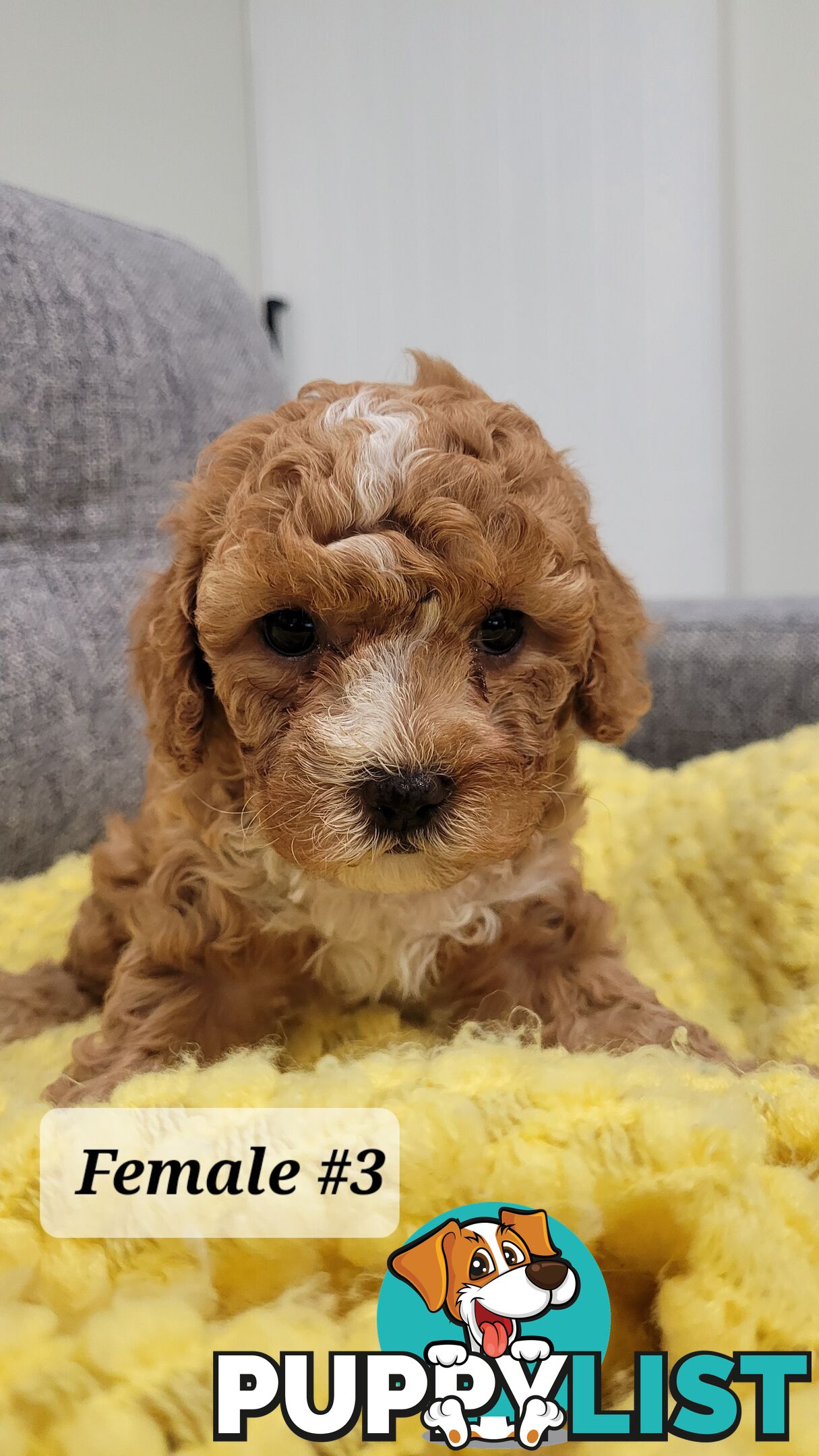 Sweet Cavoodle Puppies – Ready to Join Your Family!