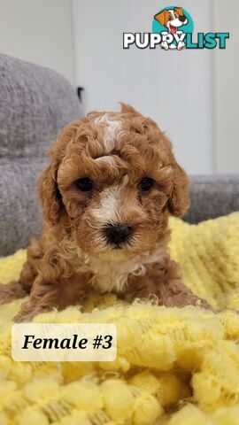 Sweet Cavoodle Puppies – Ready to Join Your Family!