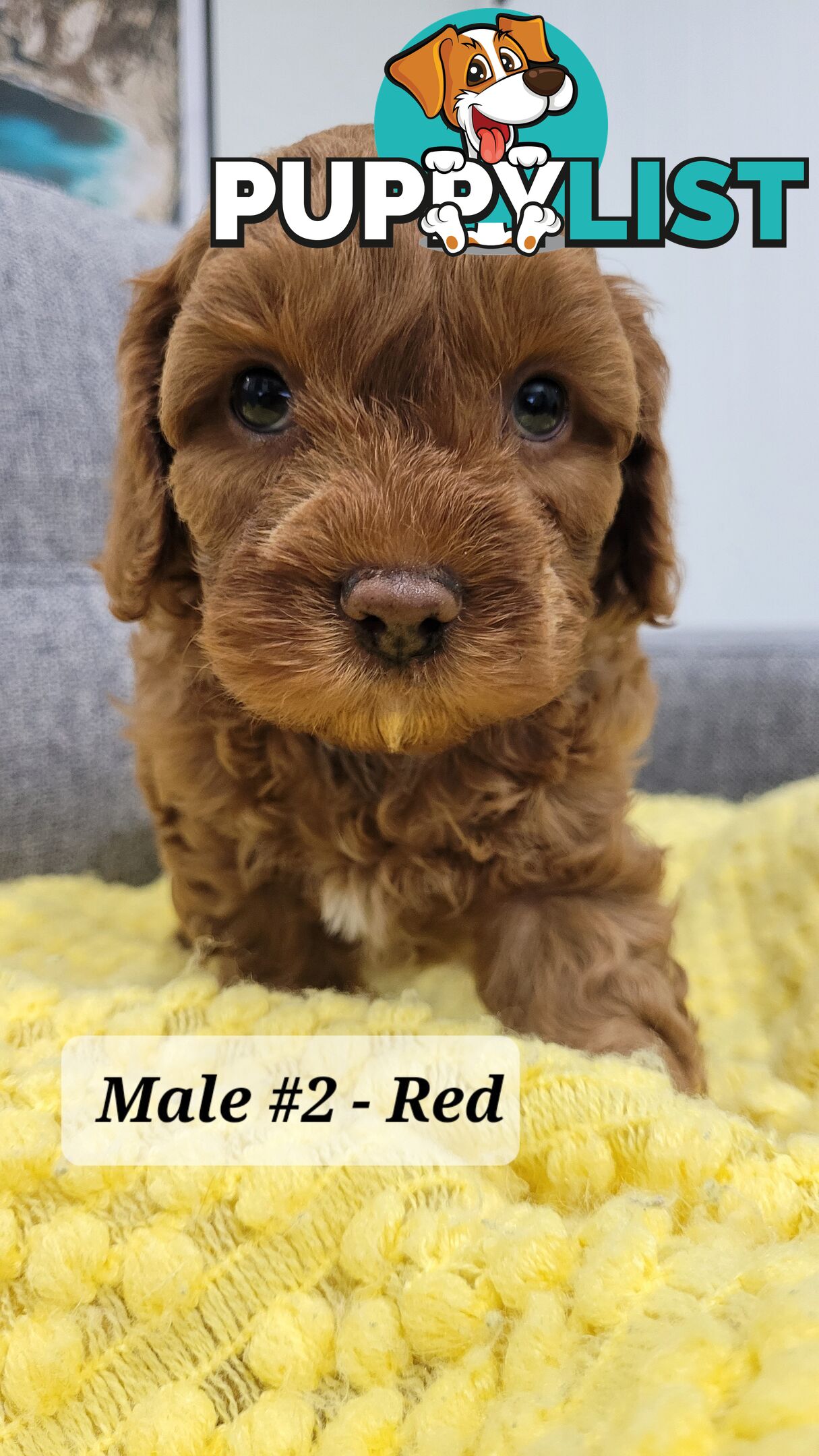 Sweet Cavoodle Puppies – Ready to Join Your Family!