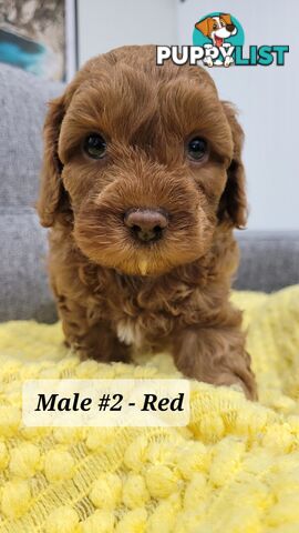 Sweet Cavoodle Puppies – Ready to Join Your Family!