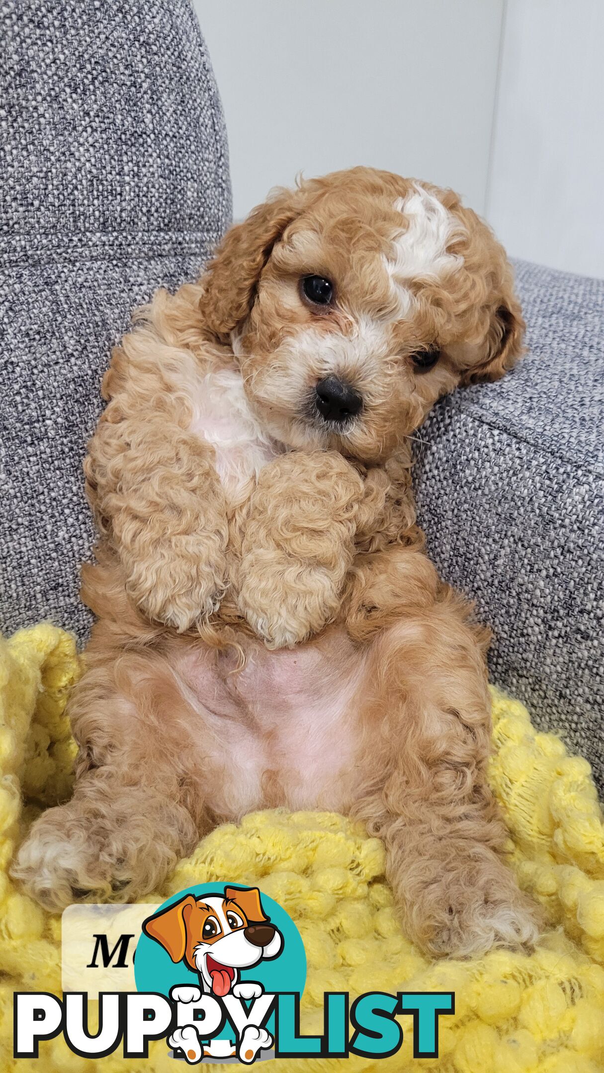 Sweet Cavoodle Puppies – Ready to Join Your Family!