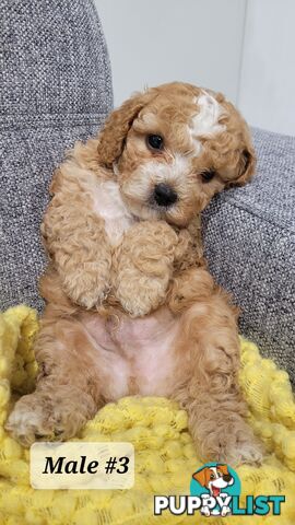 Sweet Cavoodle Puppies – Ready to Join Your Family!