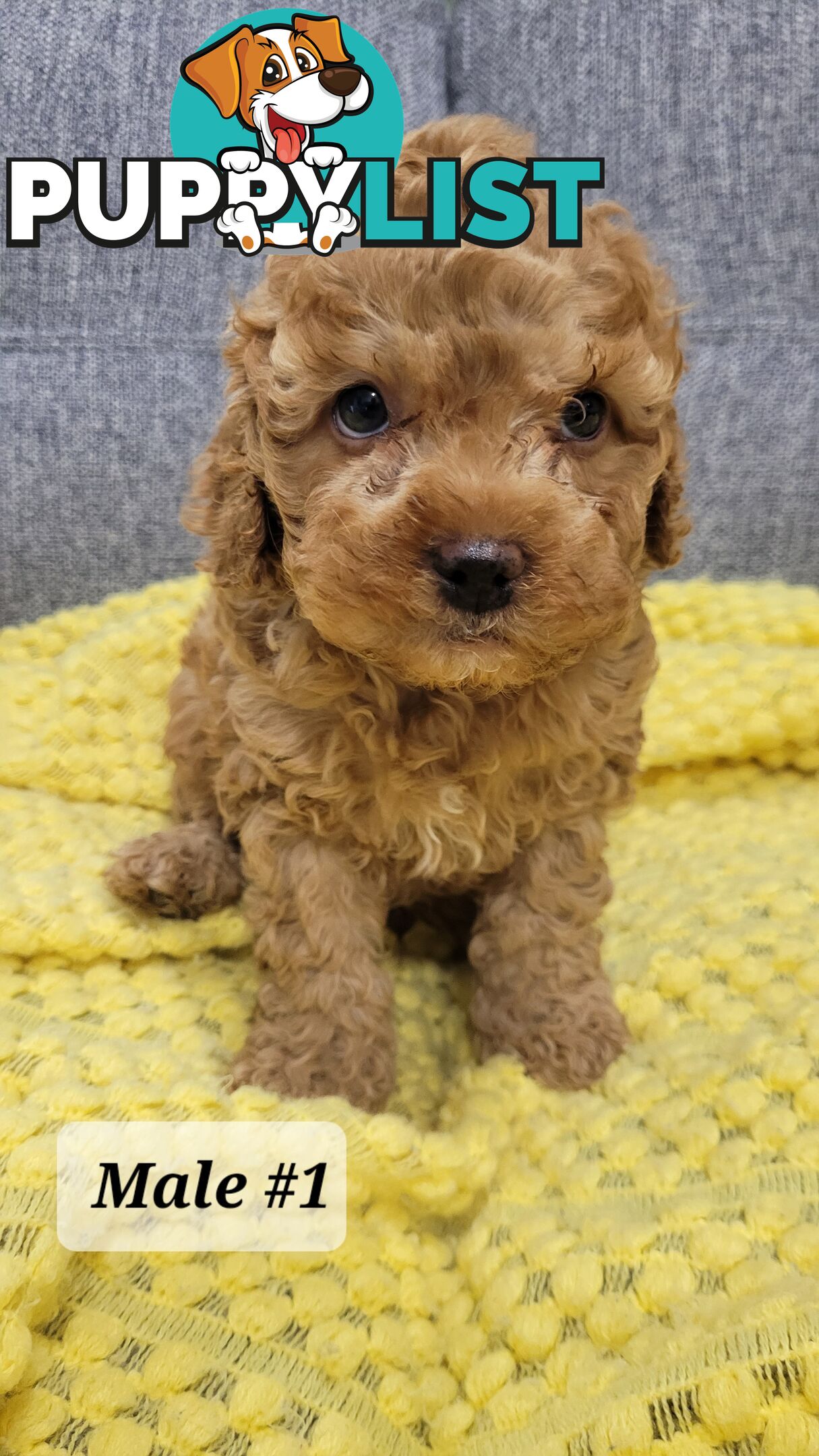 Sweet Cavoodle Puppies – Ready to Join Your Family!