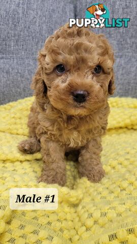 Sweet Cavoodle Puppies – Ready to Join Your Family!