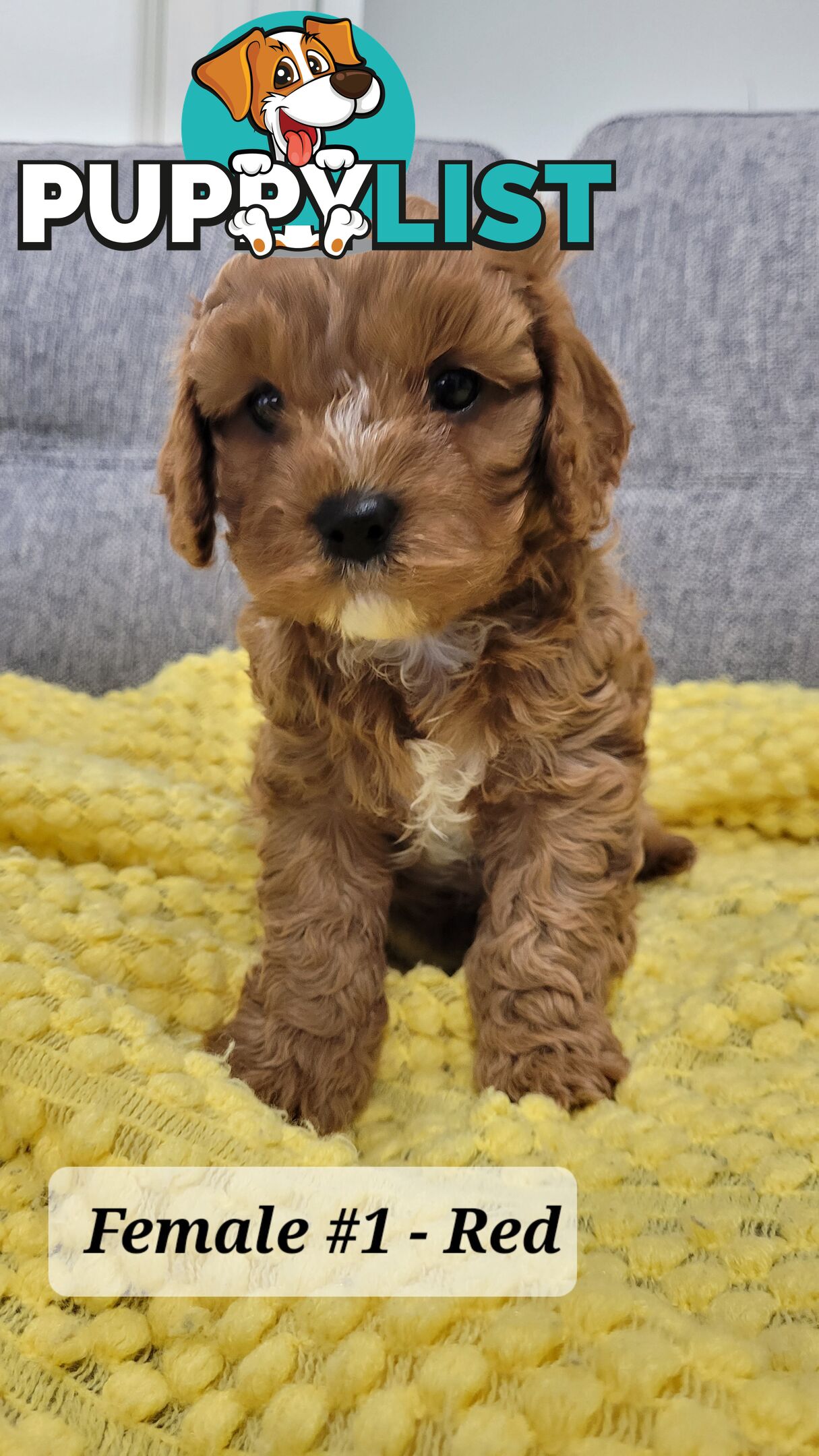 Sweet Cavoodle Puppies – Ready to Join Your Family!