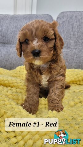 Sweet Cavoodle Puppies – Ready to Join Your Family!