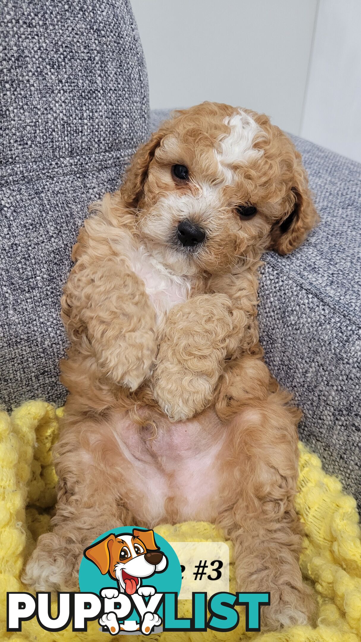 Sweet Cavoodle Puppies – Ready to Join Your Family!