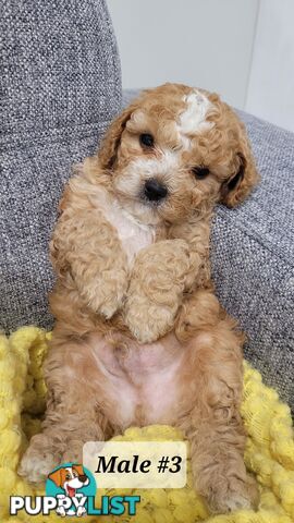 Sweet Cavoodle Puppies – Ready to Join Your Family!