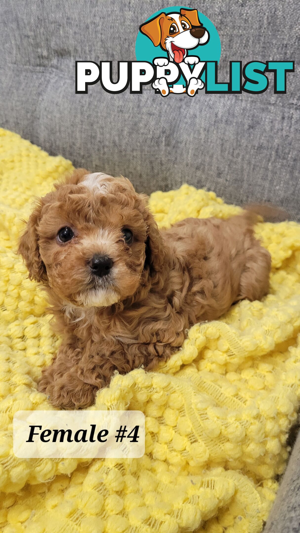 Sweet Cavoodle Puppies – Ready to Join Your Family!