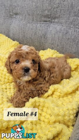 Sweet Cavoodle Puppies – Ready to Join Your Family!