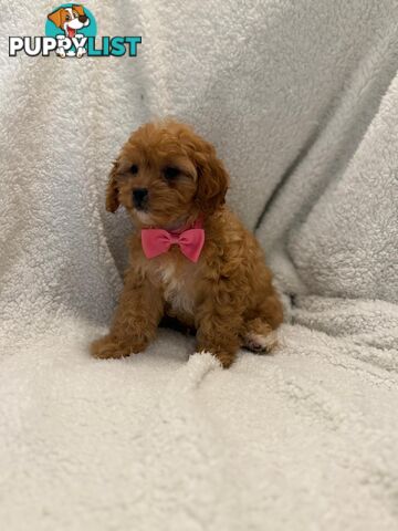 Cavoodle Puppies – DNA Clear Parents