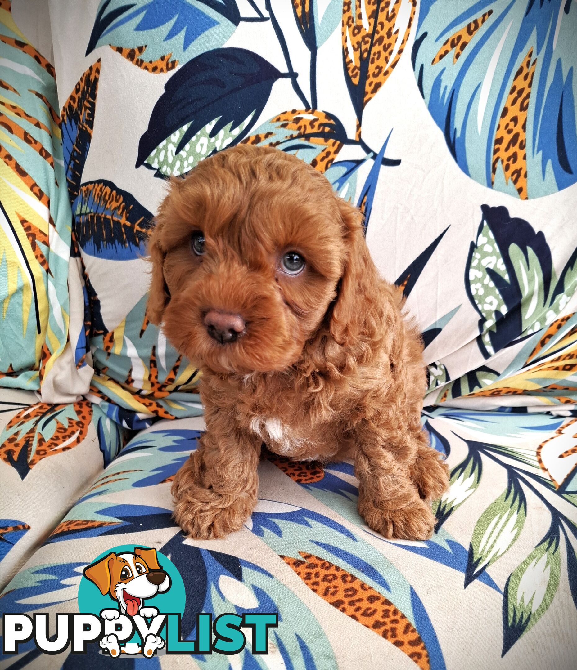 Cavoodle Puppies – Ready to Join Your Family This Xmas! Gen 2, DNA Clear Parents