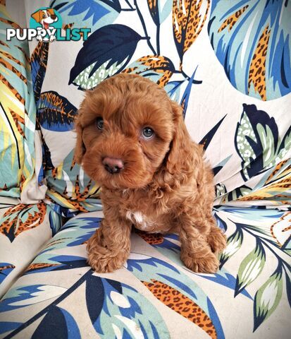 Sweet Cavoodle Puppies – Ready to Join Your Family!