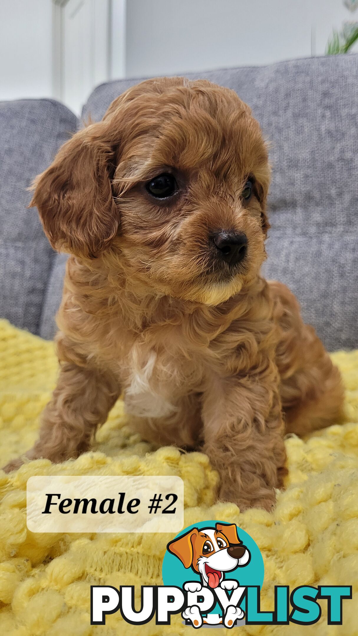 Sweet Cavoodle Puppies – Ready to Join Your Family!