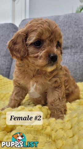 Sweet Cavoodle Puppies – Ready to Join Your Family!