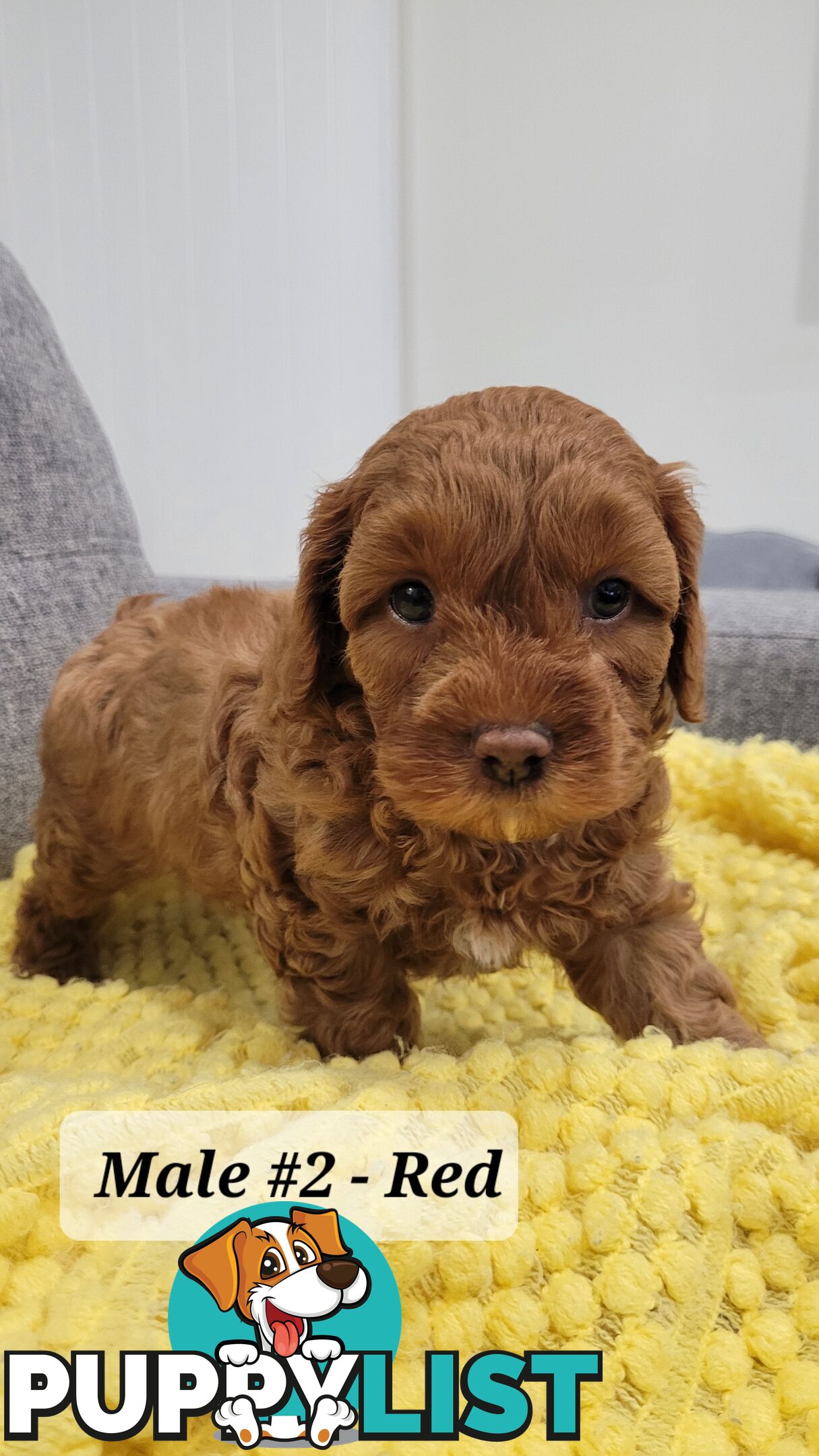 Sweet Cavoodle Puppies – Ready to Join Your Family!