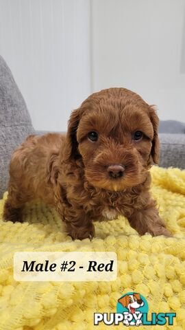 Sweet Cavoodle Puppies – Ready to Join Your Family!