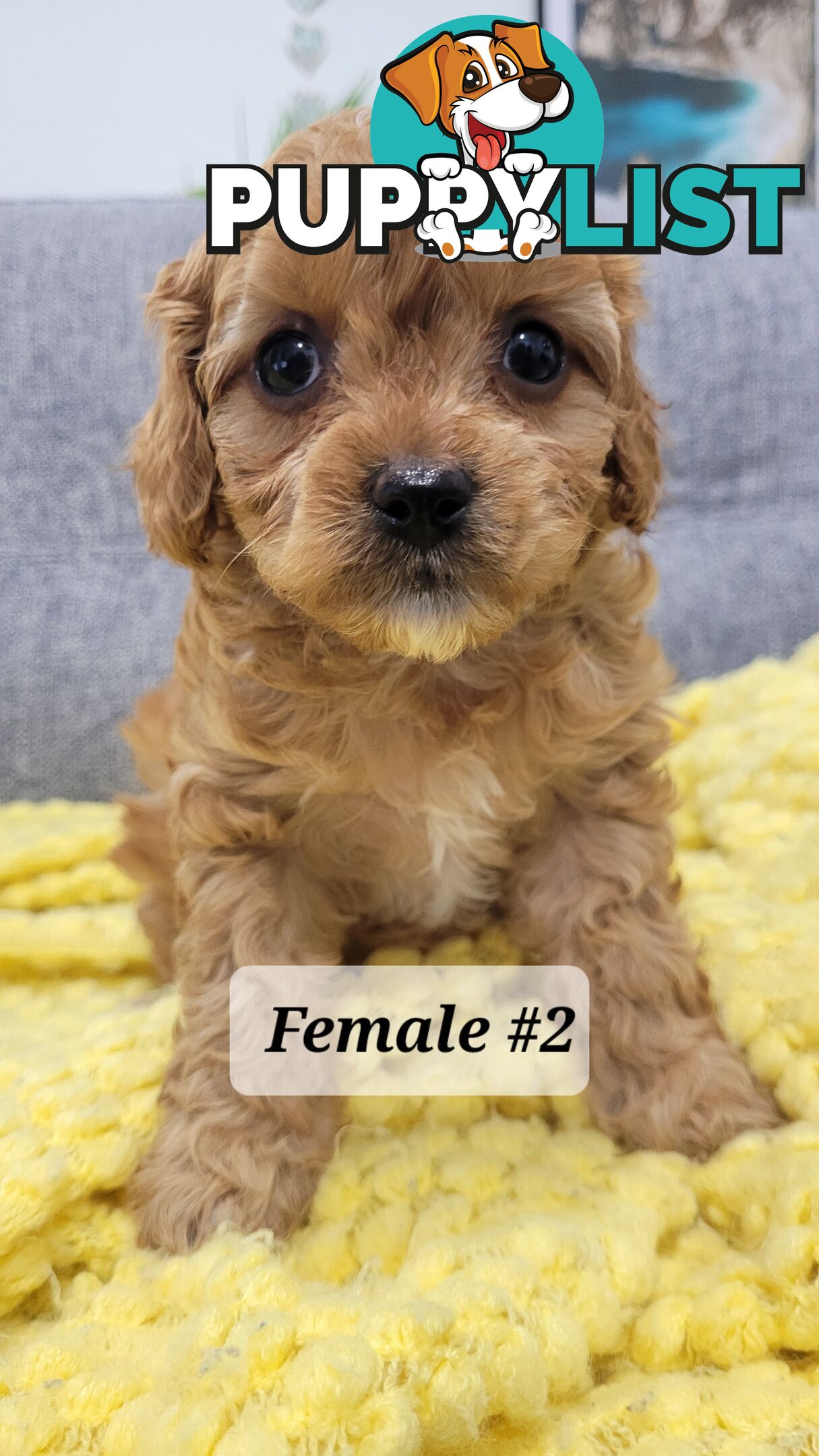 Sweet Cavoodle Puppies – Ready to Join Your Family!