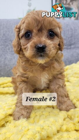 Sweet Cavoodle Puppies – Ready to Join Your Family!