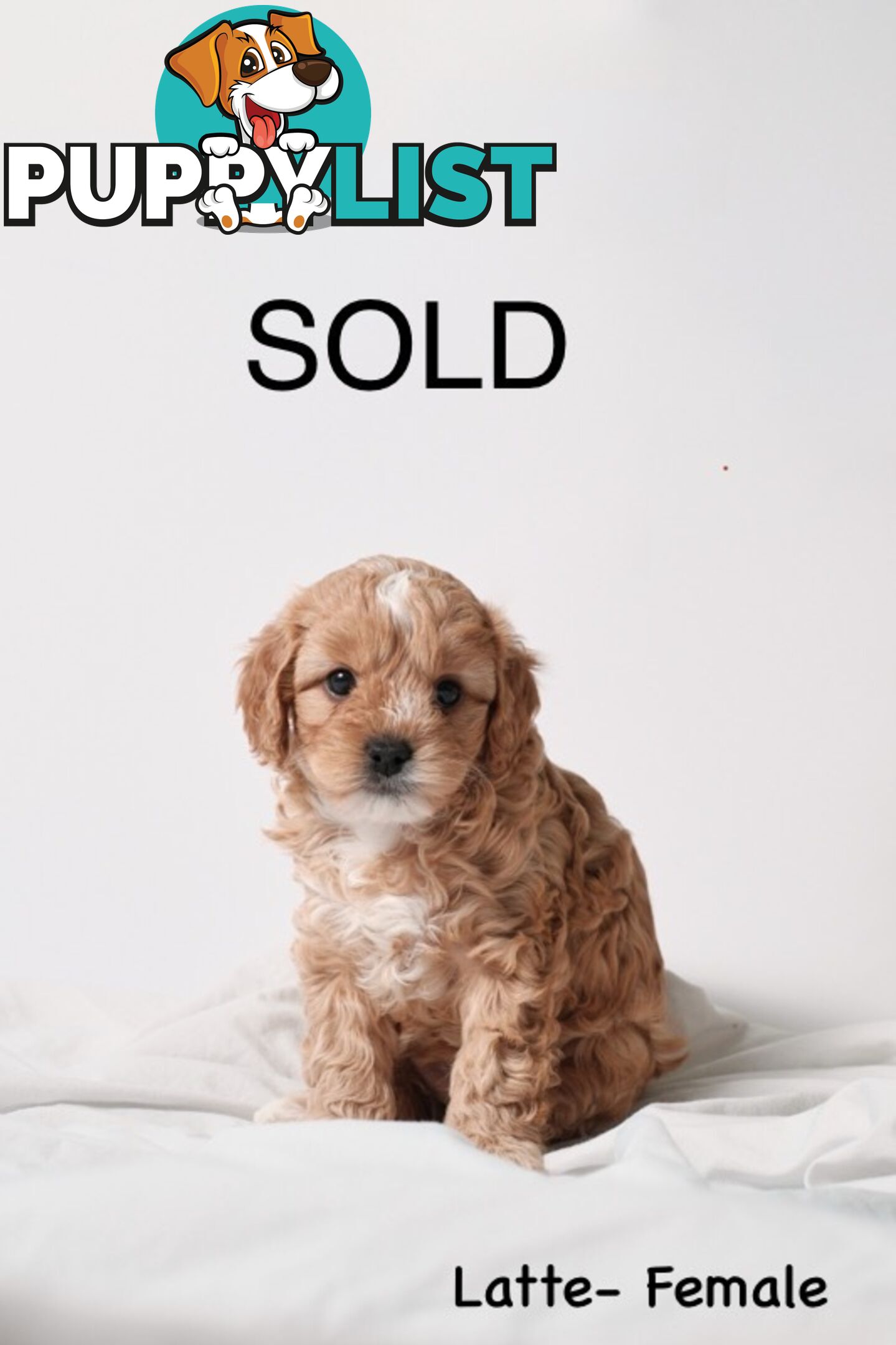Purebred Toy Cavoodle Puppies DNA Tested/ Health Cleared