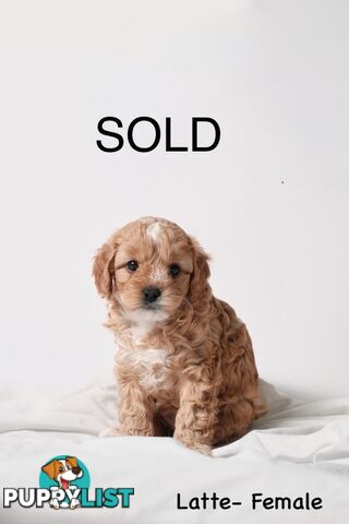 Purebred Toy Cavoodle Puppies DNA Tested/ Health Cleared