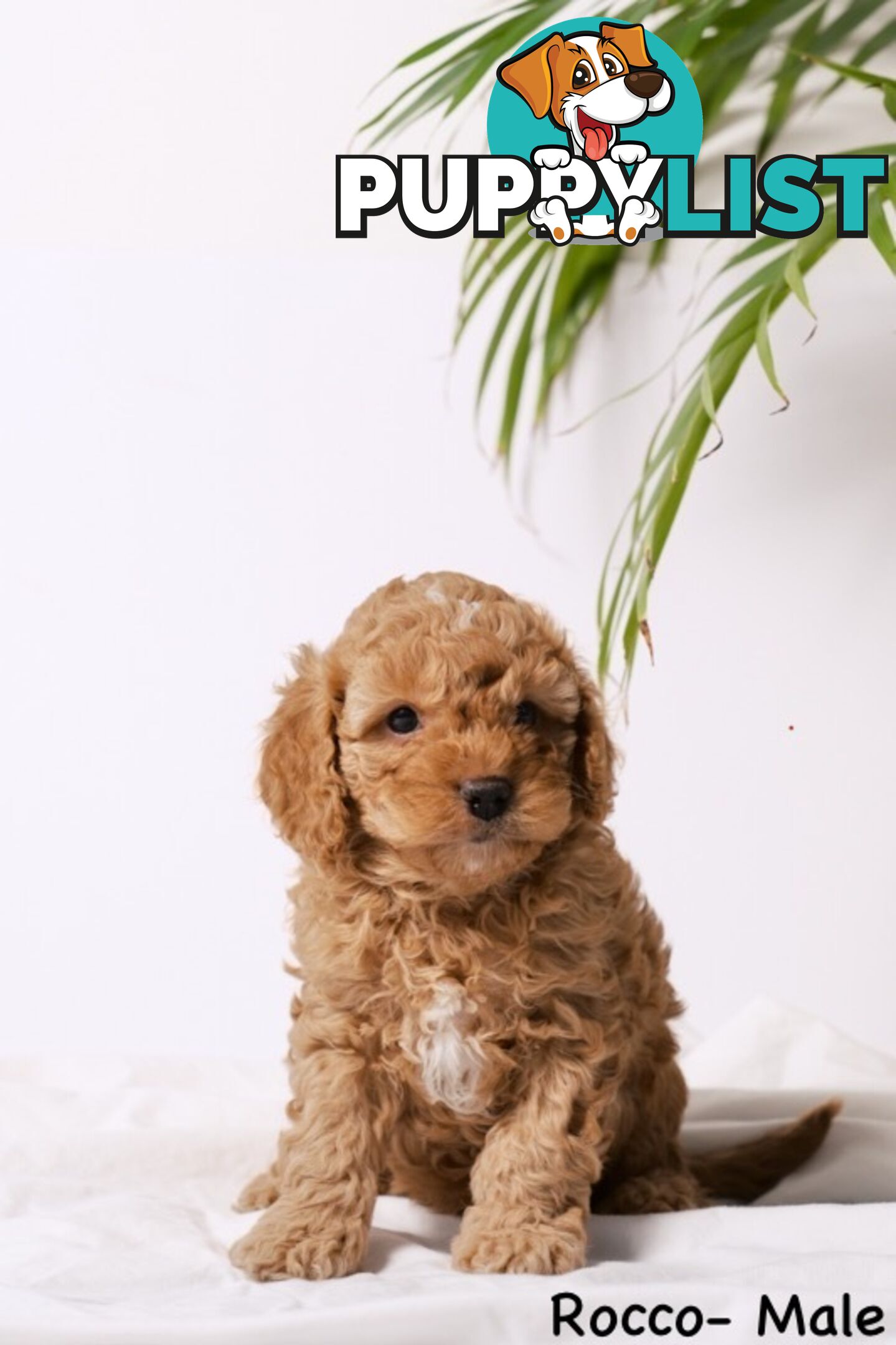 Purebred Toy Cavoodle Puppies DNA Tested/ Health Cleared