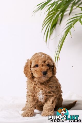 Purebred Toy Cavoodle Puppies DNA Tested/ Health Cleared