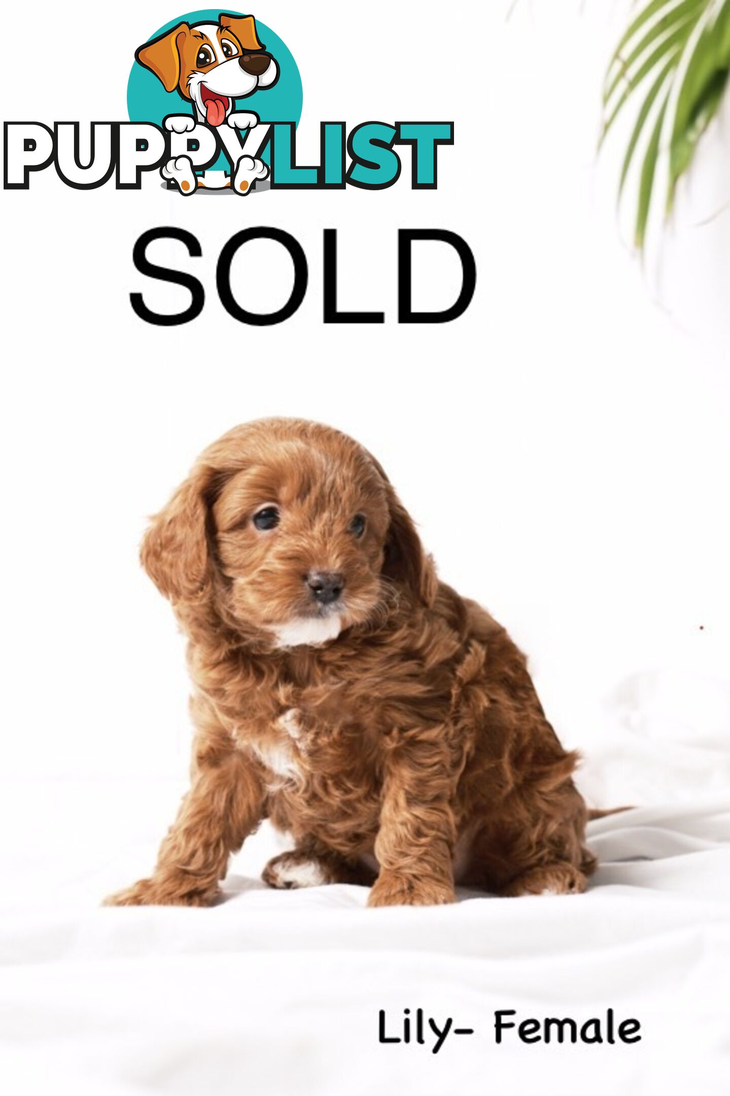 Purebred Toy Cavoodle Puppies DNA Tested/ Health Cleared