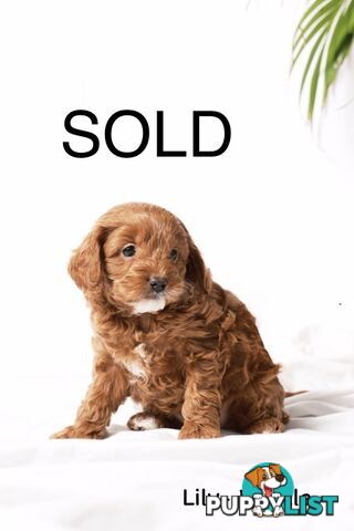 Purebred Toy Cavoodle Puppies DNA Tested/ Health Cleared
