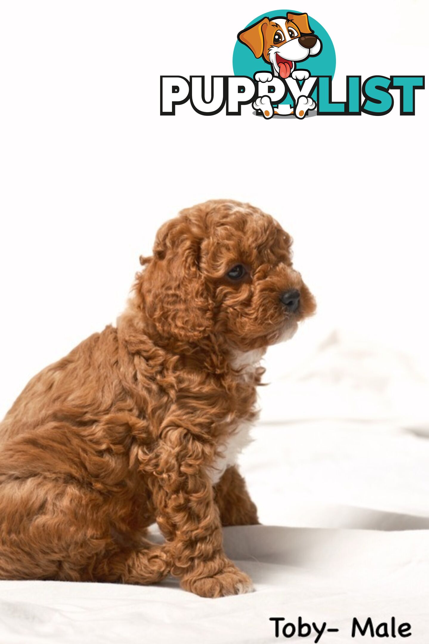 Purebred Toy Cavoodle Puppies DNA Tested/ Health Cleared