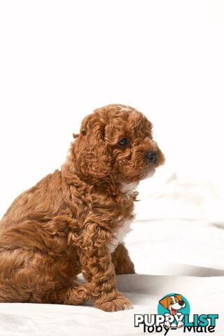 Purebred Toy Cavoodle Puppies DNA Tested/ Health Cleared