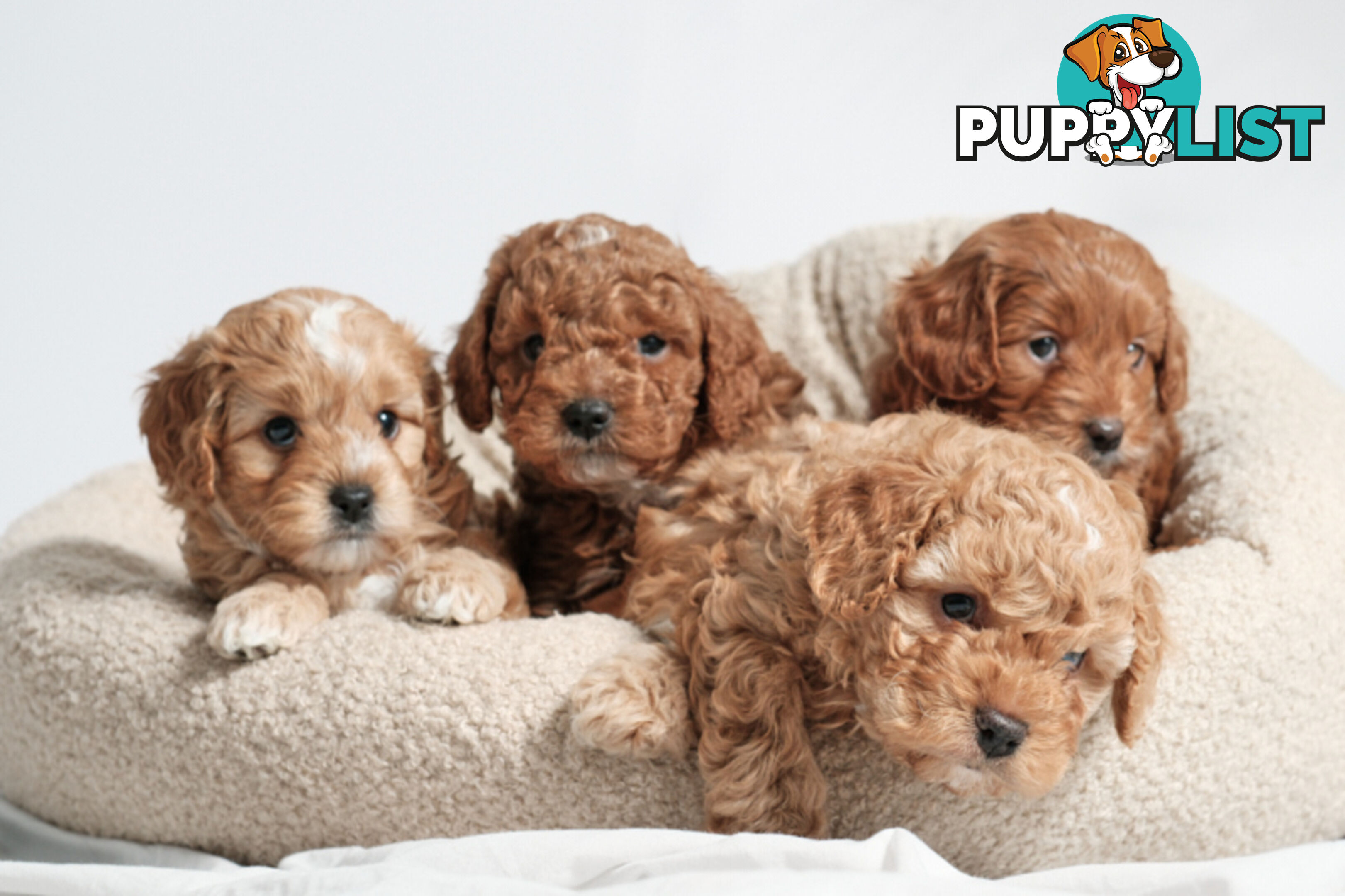 Purebred Toy Cavoodle Puppies DNA Tested/ Health Cleared