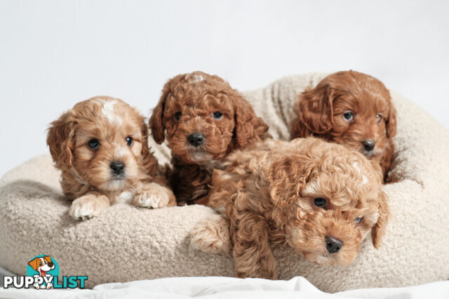 Purebred Toy Cavoodle Puppies DNA Tested/ Health Cleared