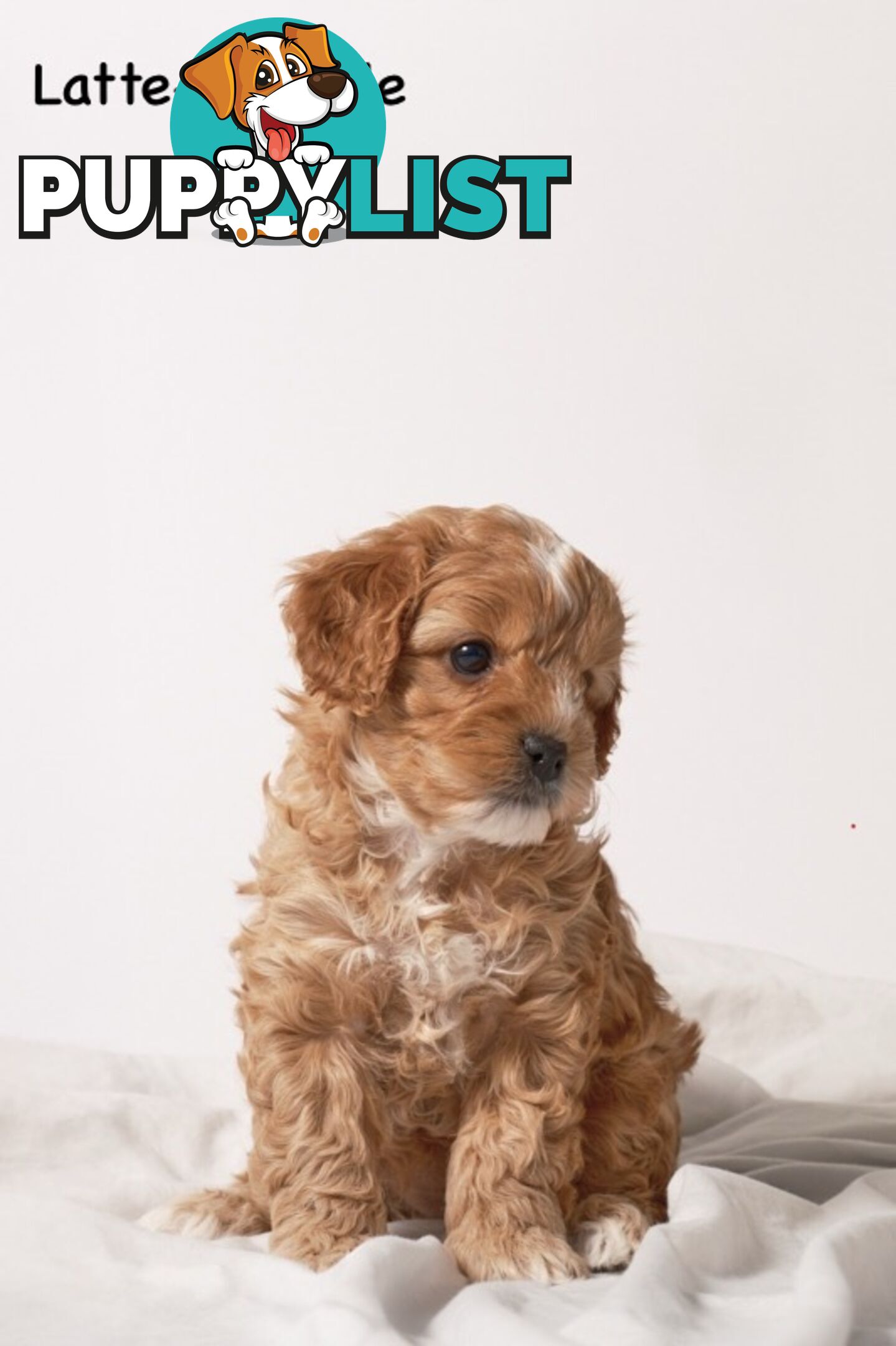Purebred Toy Cavoodle Puppies DNA Tested/ Health Cleared