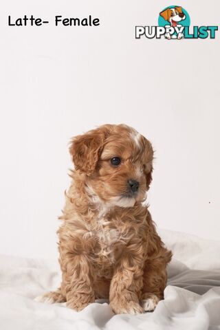 Purebred Toy Cavoodle Puppies DNA Tested/ Health Cleared