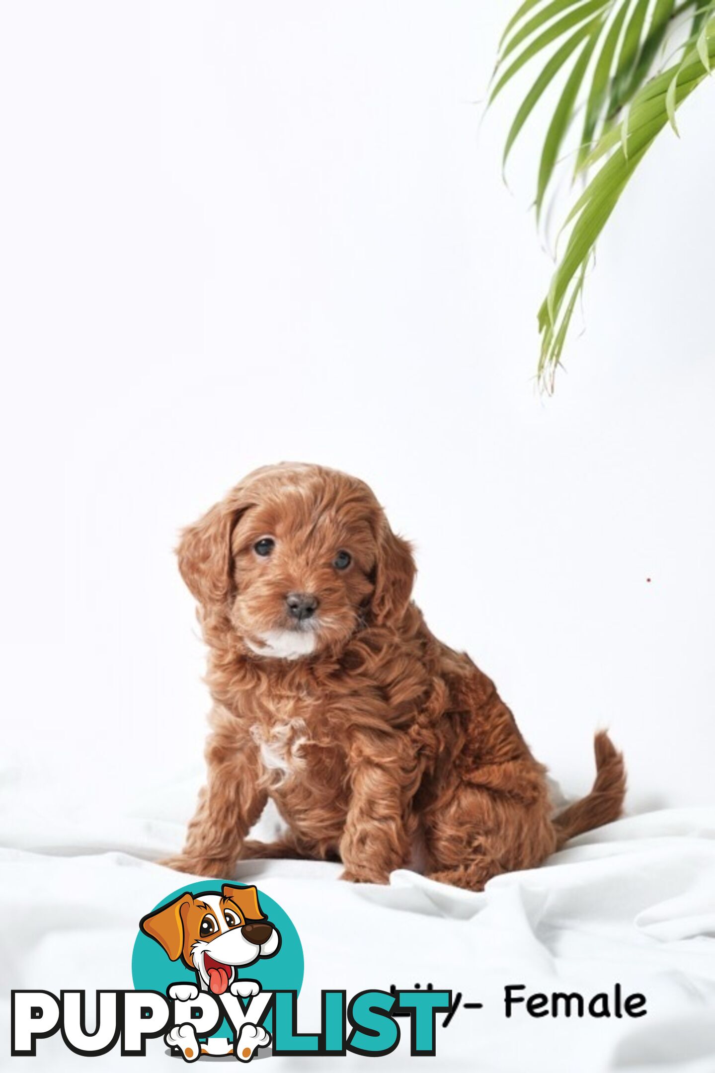 Purebred Toy Cavoodle Puppies DNA Tested/ Health Cleared