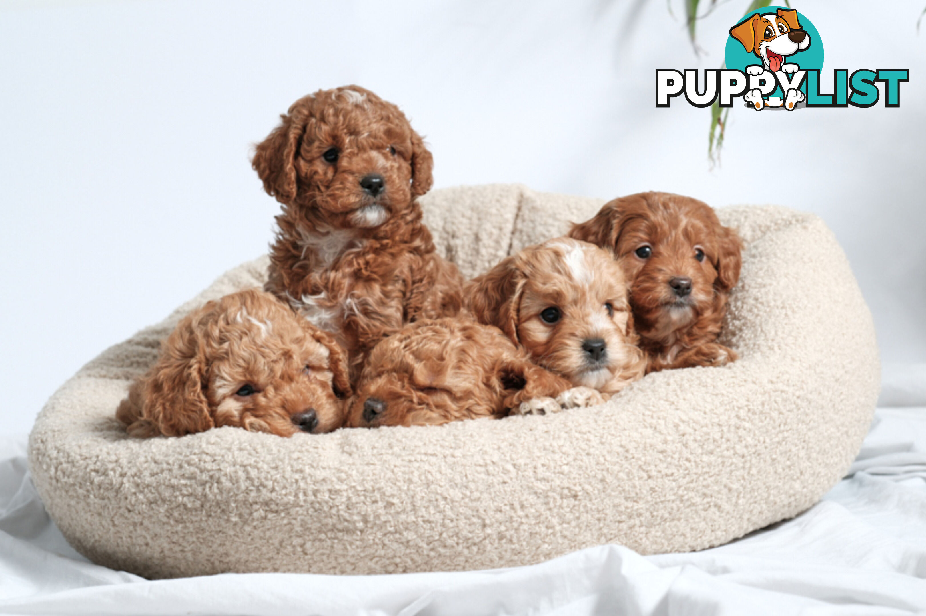 Purebred Toy Cavoodle Puppies DNA Tested/ Health Cleared