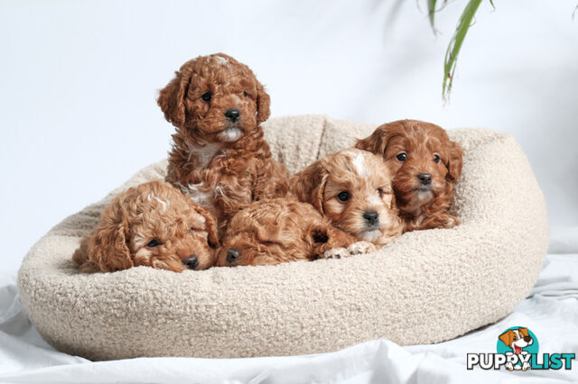 Purebred Toy Cavoodle Puppies DNA Tested/ Health Cleared