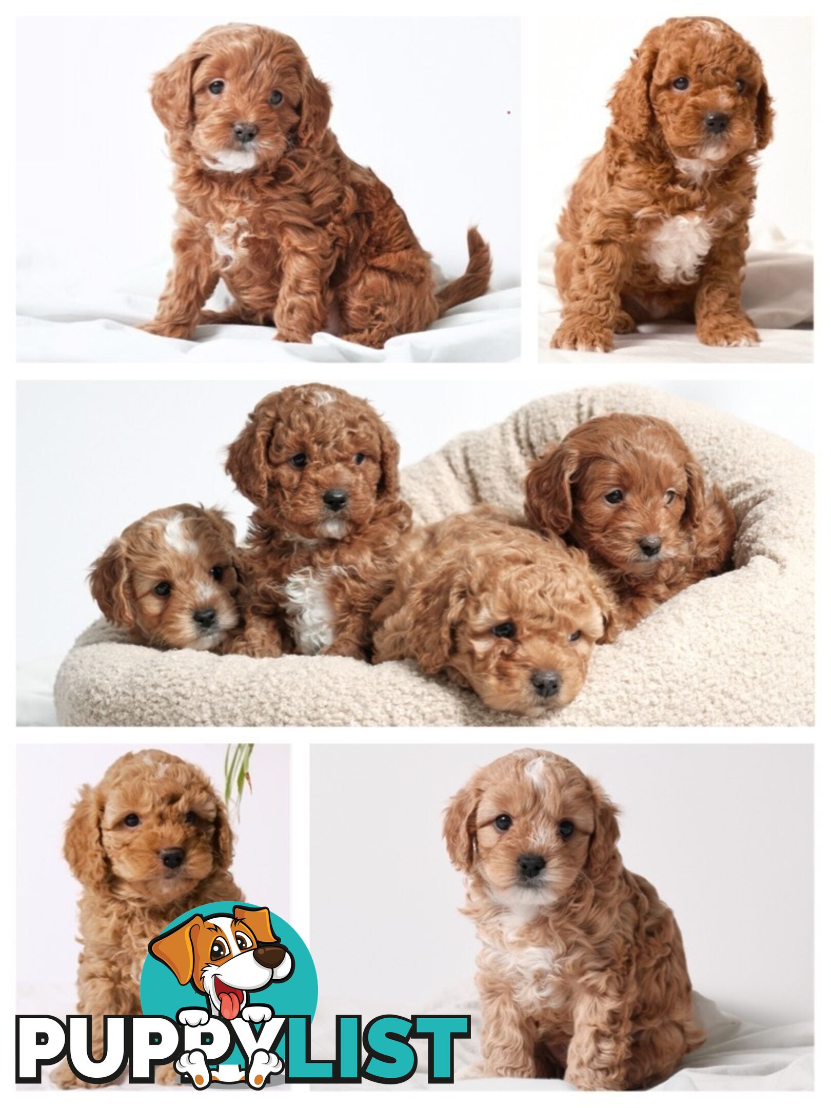 Purebred Toy Cavoodle Puppies DNA Tested/ Health Cleared