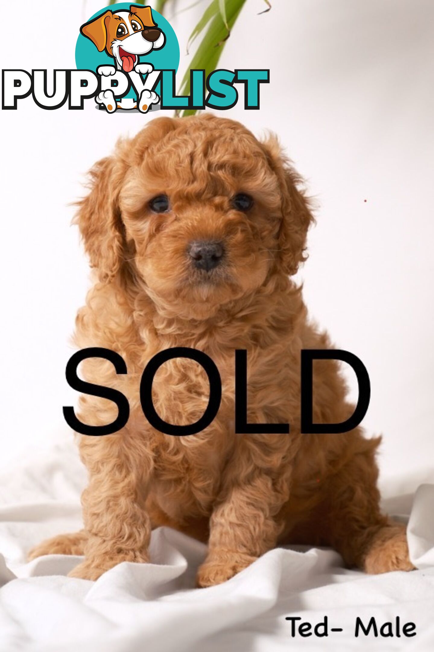 Purebred Toy Cavoodle Puppies DNA Tested/ Health Cleared