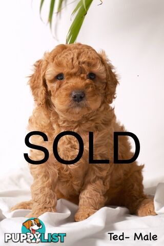 Purebred Toy Cavoodle Puppies DNA Tested/ Health Cleared