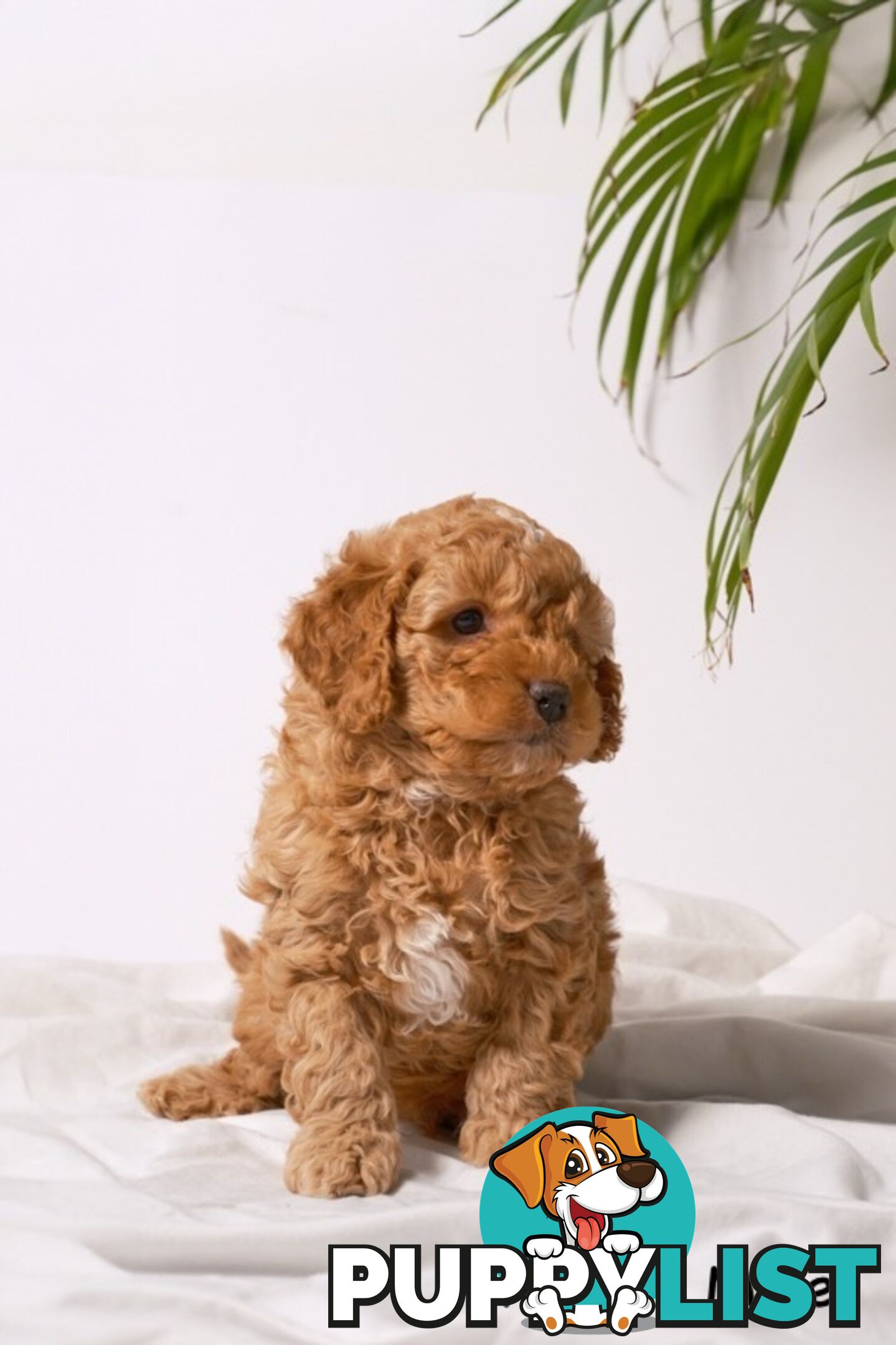Purebred Toy Cavoodle Puppies DNA Tested/ Health Cleared
