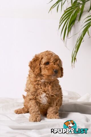 Purebred Toy Cavoodle Puppies DNA Tested/ Health Cleared