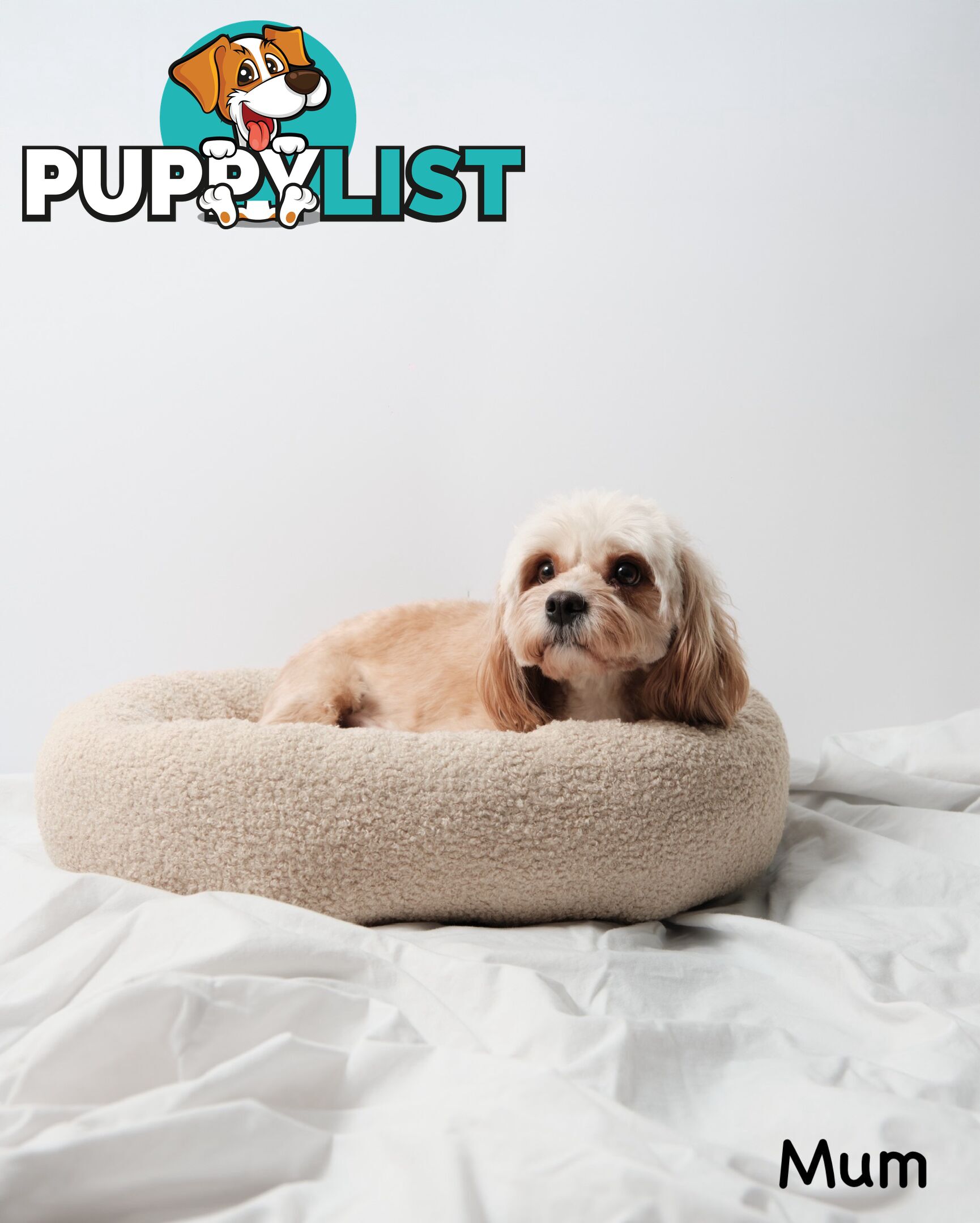 Purebred Toy Cavoodle Puppies DNA Tested/ Health Cleared