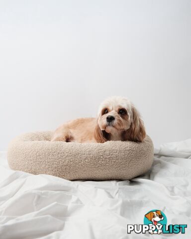 Purebred Toy Cavoodle Puppies DNA Tested/ Health Cleared